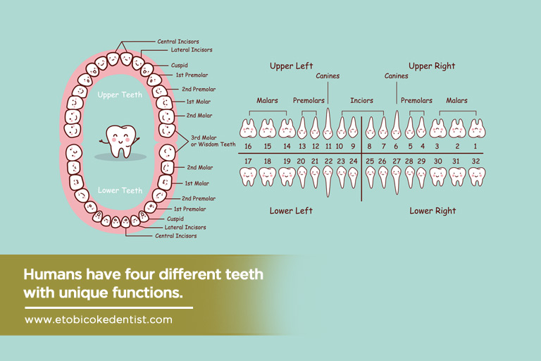 Humans have four different teeth with unique functions.
