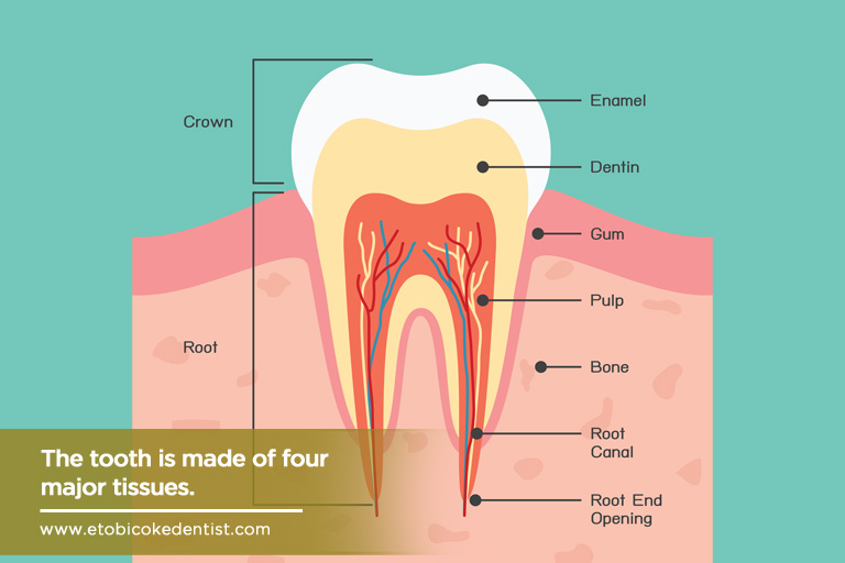 The tooth is made of four major tissues.